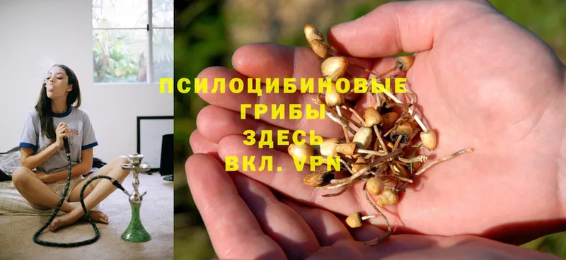 Галлюциногенные грибы GOLDEN TEACHER  Электросталь 